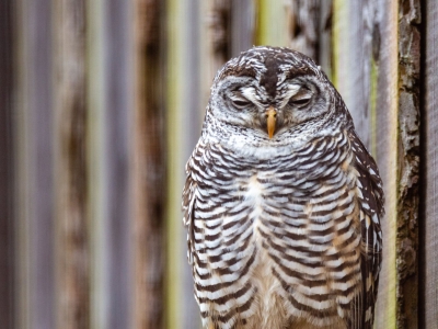 Rufous-legged owl - De Zonnegloed - Animal park - Animal refuge centre 